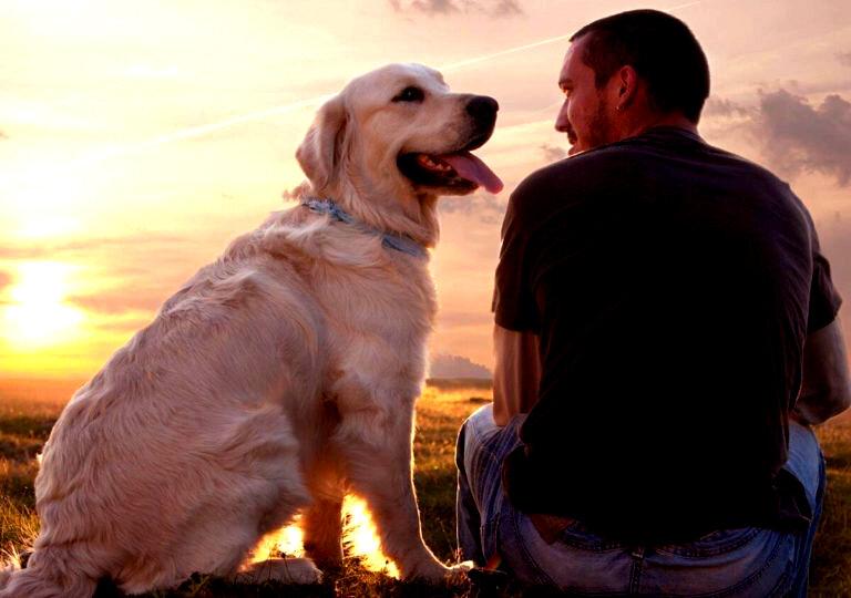 Ці чотири ознаки говорять про те, що собака вас безмежно любить