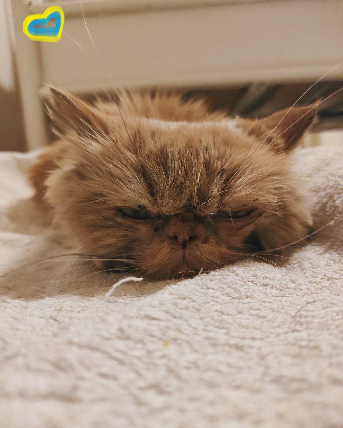 Одна справжня господиня і 12 шахраїв: як закінчився скандал навколо врятованої з Бородянки кішки Шафи