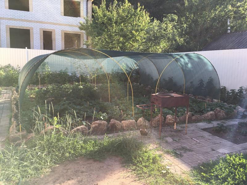 Як врятувати свій город в сильну спеку: дві важливі поради від досвідчених фермерів