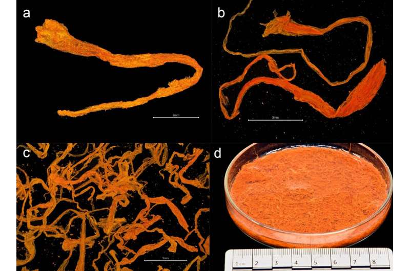 Археологи нашли сокровище датского короля на затонувшем скандинавском корабле: что там было