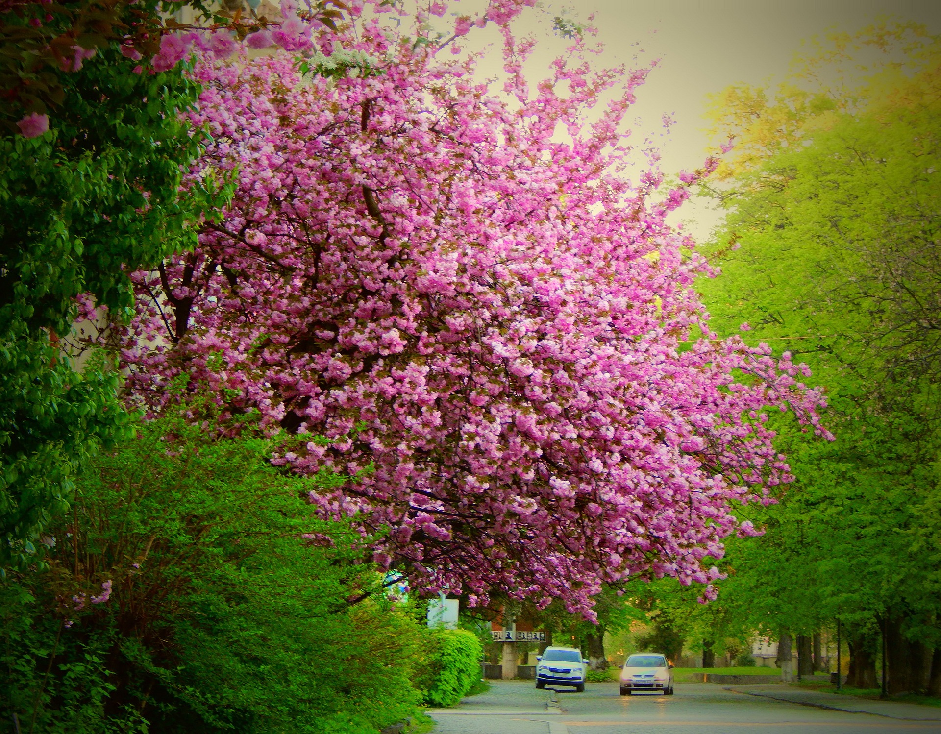 Весеннее настроение. Куда поехать любоваться цветами в Украине на уикенд