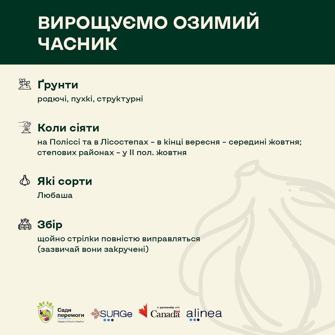 Чеснок озимый: когда сажать, какой сорт самый лучший и секреты большого урожая