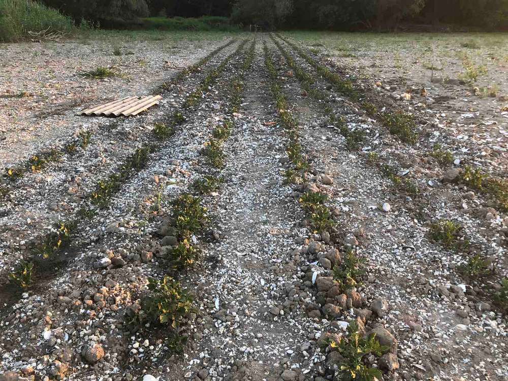 На дне Каховского водохранилища образовались огороды: там не только картошка (фото)