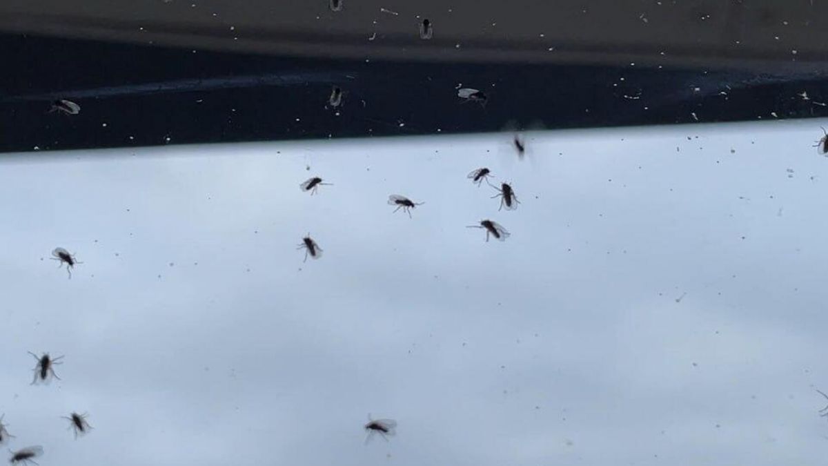 Аллергия на укусы насекомых