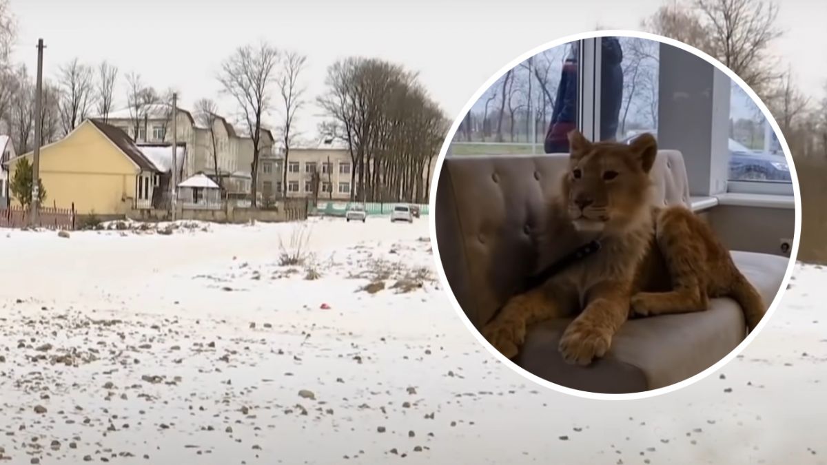 Лев в селе на Прикарпатье терроризирует местных жителей - видео | Стайлер