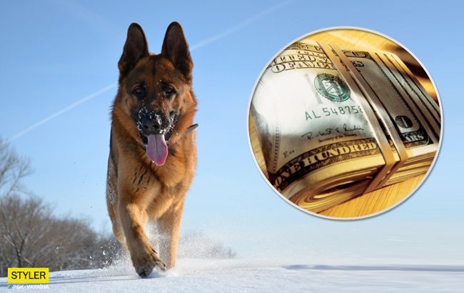 В Бердичеве собака принесла хозяевам сверток с крупной суммой денег