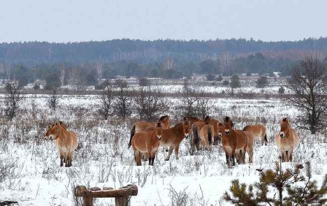 Як тварини в Чорнобилі пережили зиму: фото із заповідника