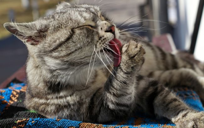 Не все так просто. Стало известно, зачем коты точат когти об мебель