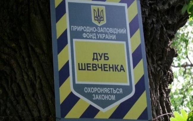 У Києві можуть знищити 400-річний дуб Шевченка