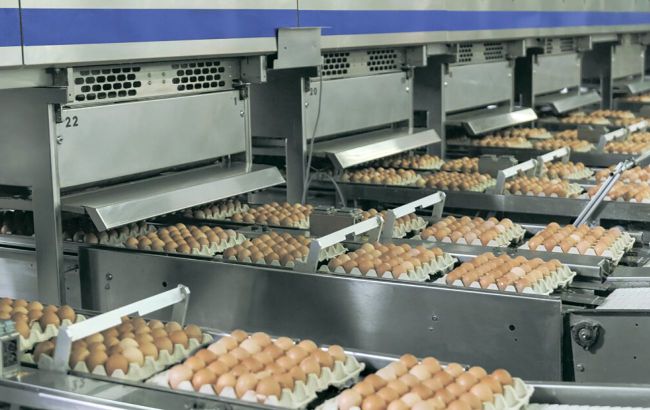 Виробництво яєць в Україні впало на 16%. У Бахматюка звинувачують НАБУ