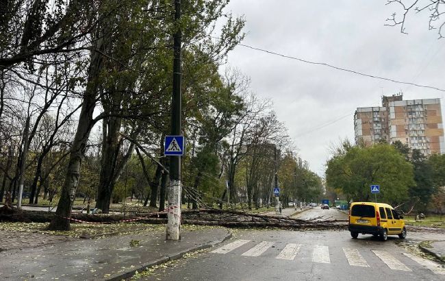 Первый снег и деревопад. В Одессе бушует непогода (фото, видео)