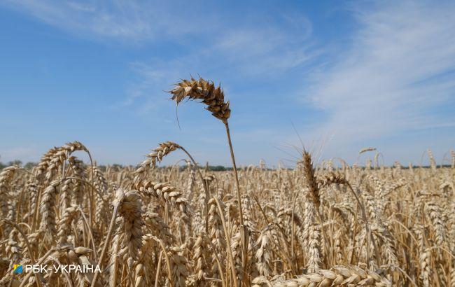Словаччина заборонила імпорт українського зерна до кінця року