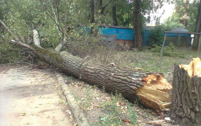 В Волынской области поваленными из-за непогоды деревьями травмированы 7 человек, - ГСЧС