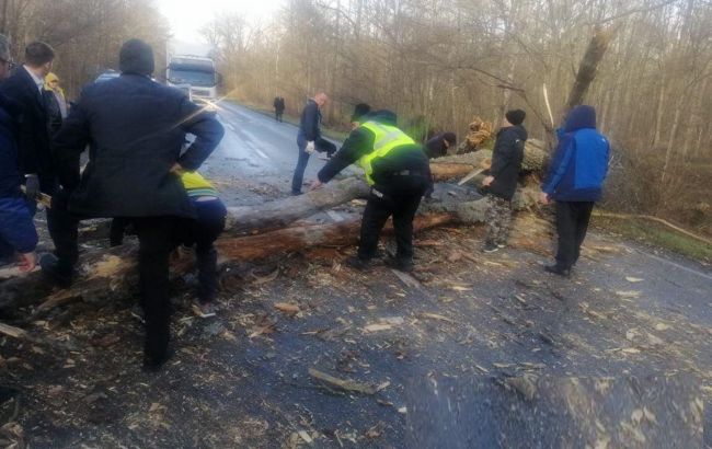 У Чернігівській області штормовий вітер повалив дерева: заблоковано кілька трас