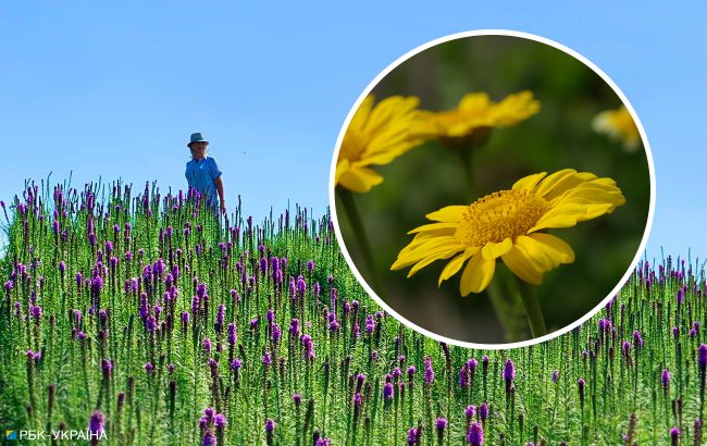 Оранжереї, парки та поля: найкращі ідеї для "квіткових" мандрівок по Україні у розпал літа
