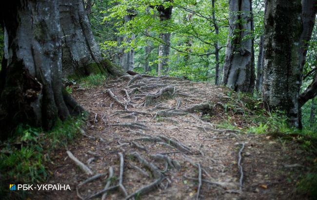 У Запорізькій області заборонили відвідувати ліси