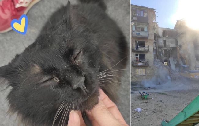 Возле Бучи из-под завалов дома спасли кота редкой породы: Бигги выжил чудом (фото)