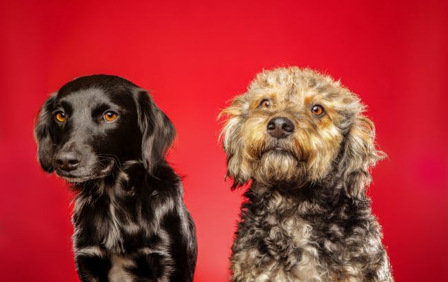 Топ-5 найкращих порід собак для новачків: як вибрати першого домашнього улюбленця