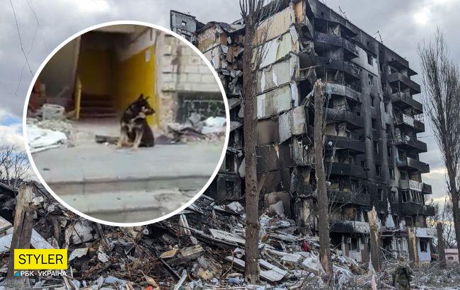 "Хатико" из Бородянки уже два месяца ждет хозяина в полностью разрушенном доме (видео)