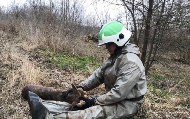 Під Києвом рятувальники дістали маленького оленя з крижаної пастки (фото)