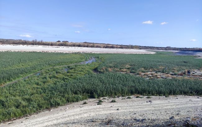 Дивіться, що зараз виросло на дні Каховського водосховища (фото, відео)