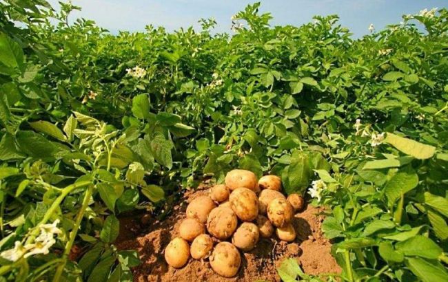 Чим підживити картоплю, щоб збирати врожай відрами