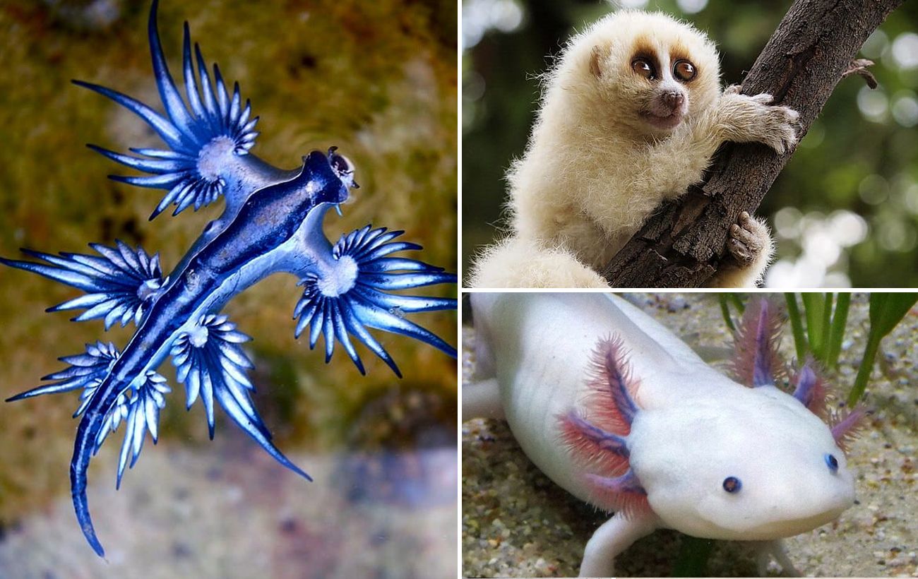 Самые странные, необычные, пугающие животные в мире: топ