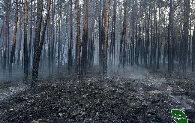 Українцям загрожують чималі штрафи за недбалість: про що йдеться