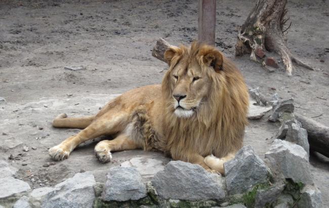 У Таїланді 180-кілограмовий лев накинувся на туриста