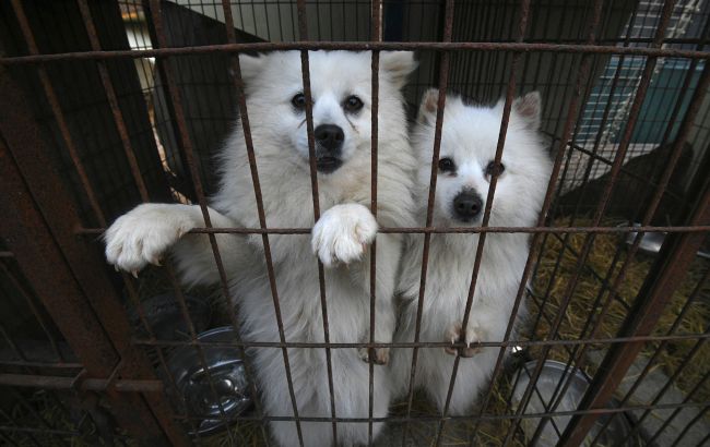 Південна Корея заборонила виробництво собачого м'яса: що відомо