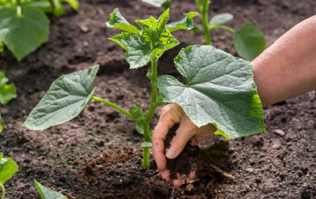 Чим підживити огірки, щоб вони дали потужний врожай