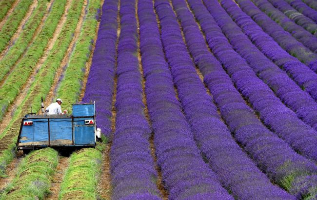 Японія витратить 37 мільйонів доларів на заміну фермерів роботами