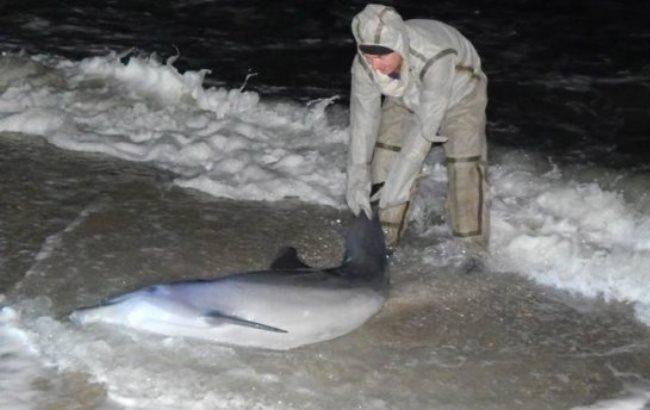 В Херсоне спасатели помогли выжить дельфину, которого волнами вынесло на берег