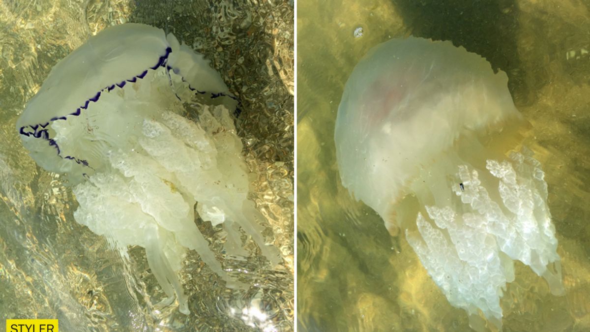 Побережье Азовского моря оккупировали медузы ВИДЕО