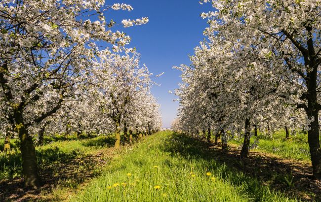 На українському курорті зафіксували рідкісну природну аномалію (фото)