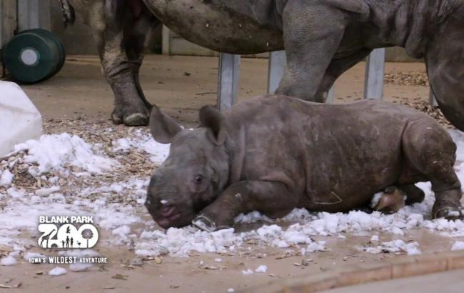Фото: Кроха-носорог впервые увидел снег (sundaynews.info)