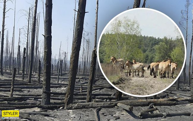 Чернобыльская природа оживает после пожаров: яркие фото "новой жизни"