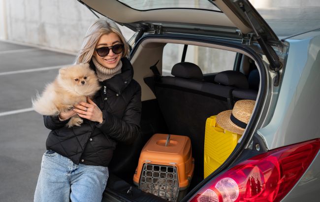 Домашние животные в авто: в чем опасность и как их правильно перевозить