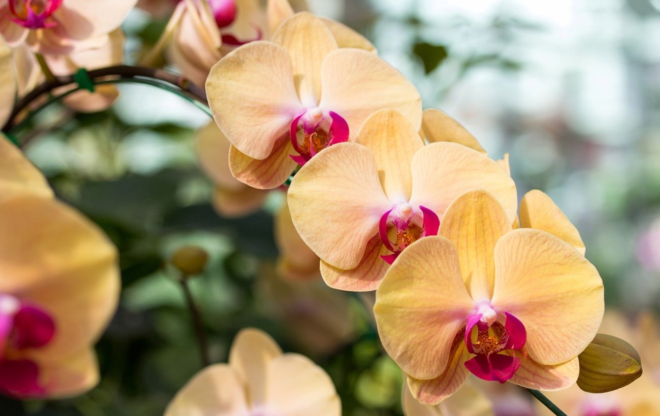 Почему не цветет орхидея и как уговорить ее выпустить новую стрелку