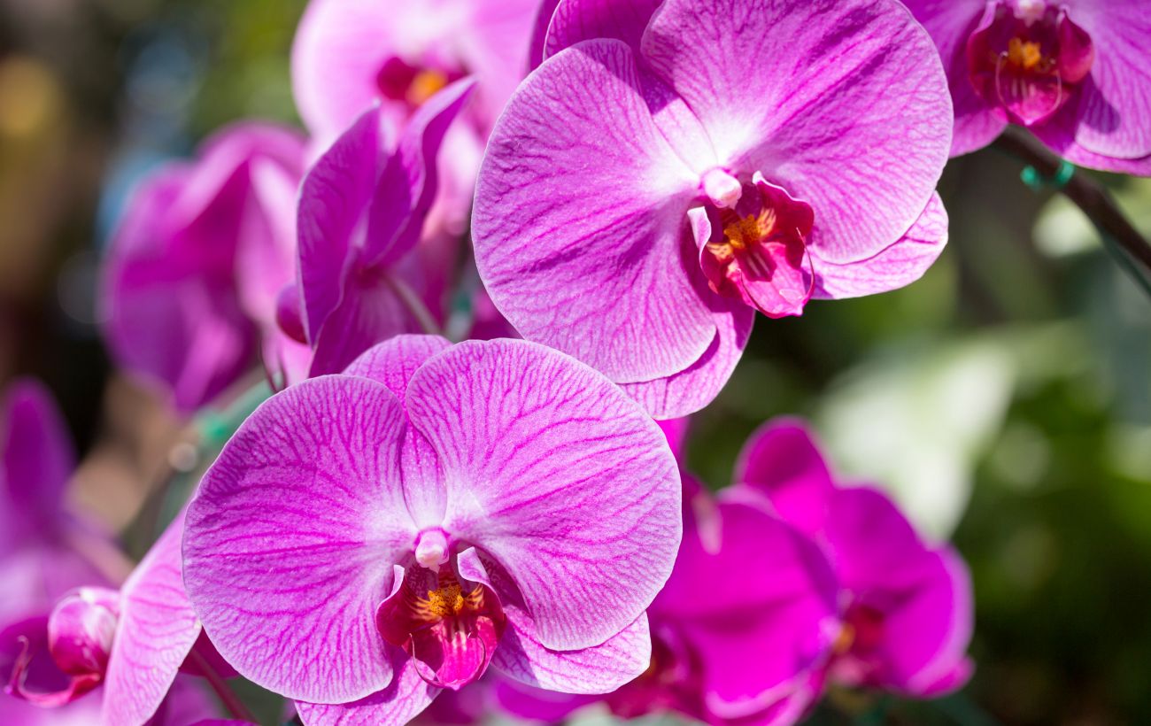 Почему на орхидее появляются липкие капли - названы причины | Стайлер