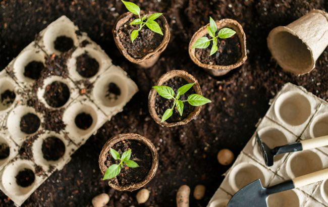 Эти советы сохранят рассаду: как правильно пересадить растения в почву