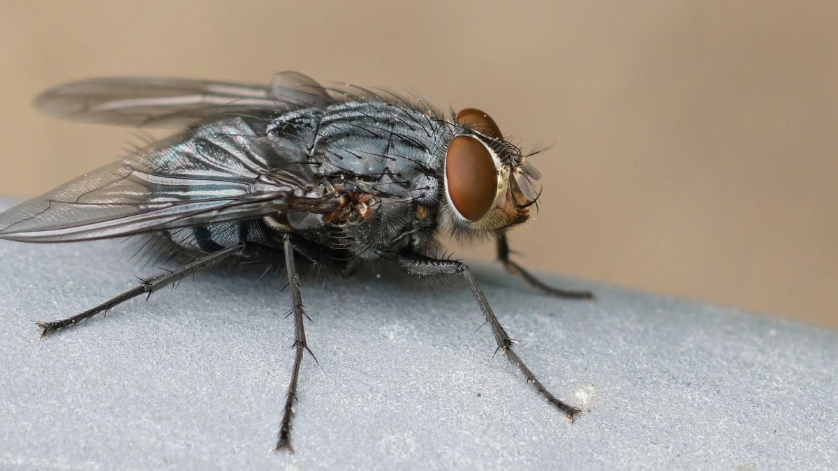 Как быстро и эффективно избавиться от мух в квартире