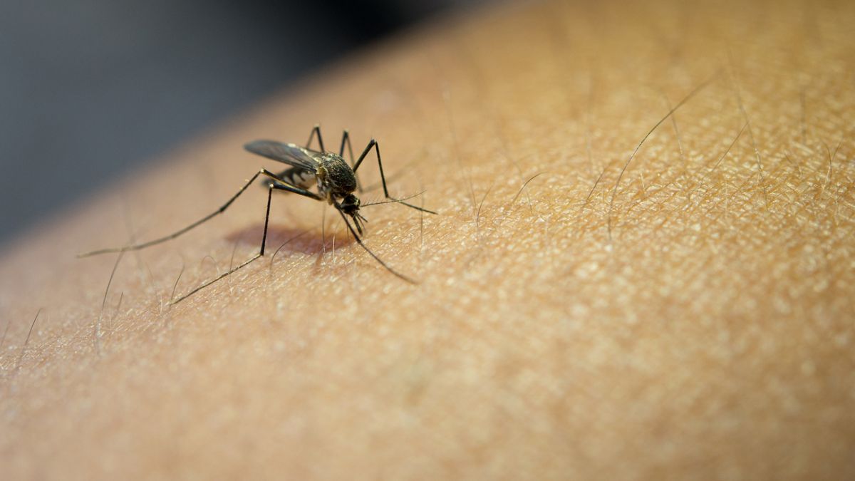 Почему чешется место укуса комара?