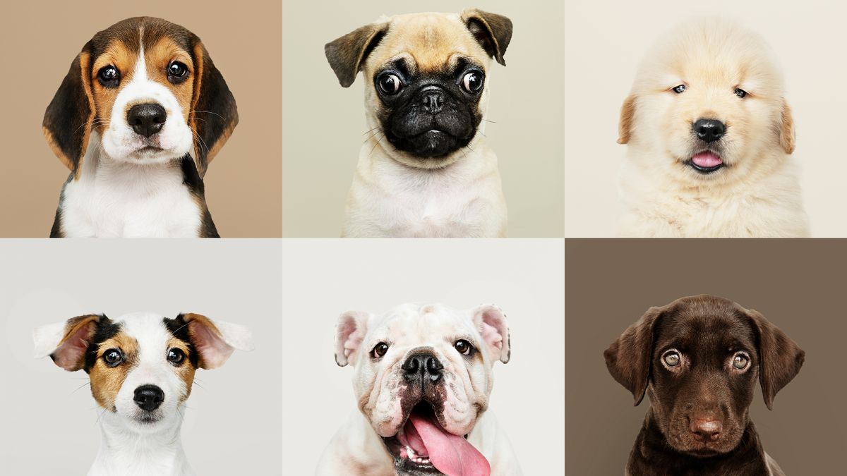 Чау-чау: фото собаки, характер, описание и содержание породы