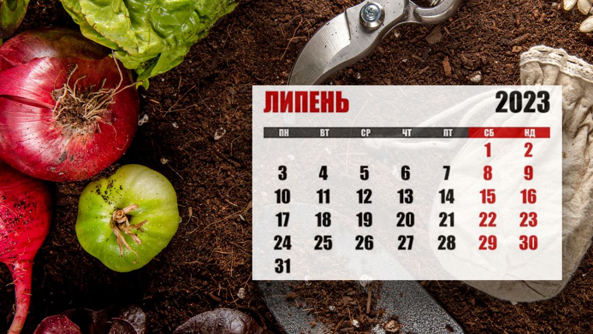 Что можно посадить в июле на огороде: календарь садовода