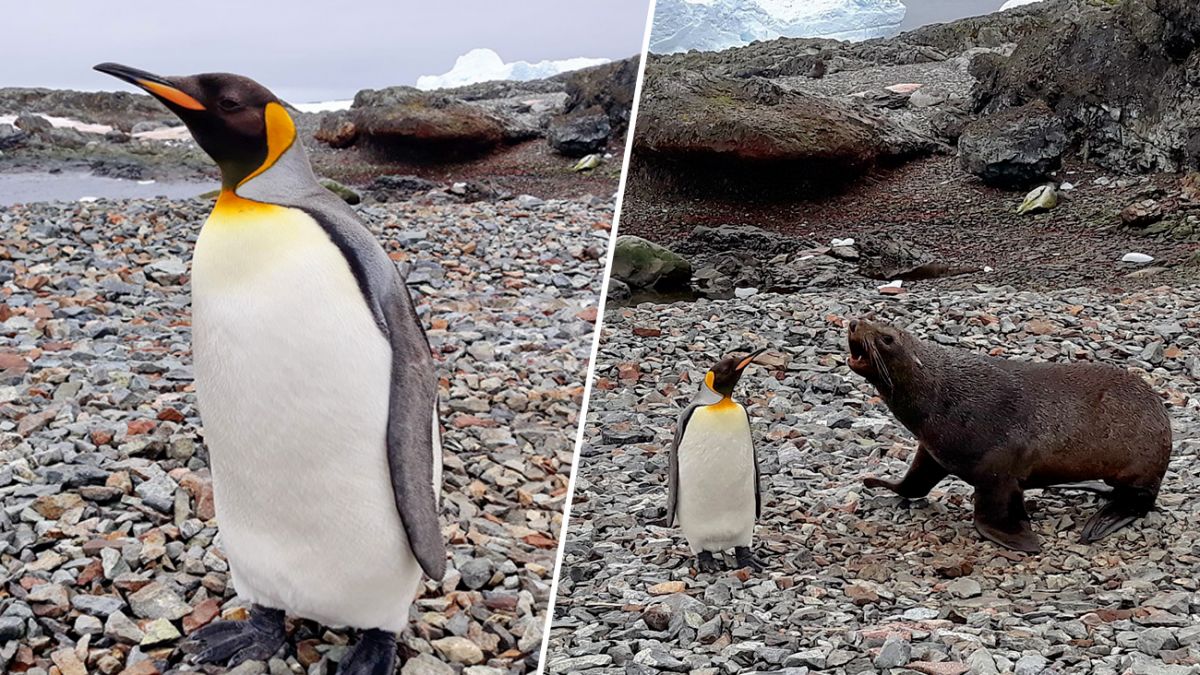 Как ебутся пингвины