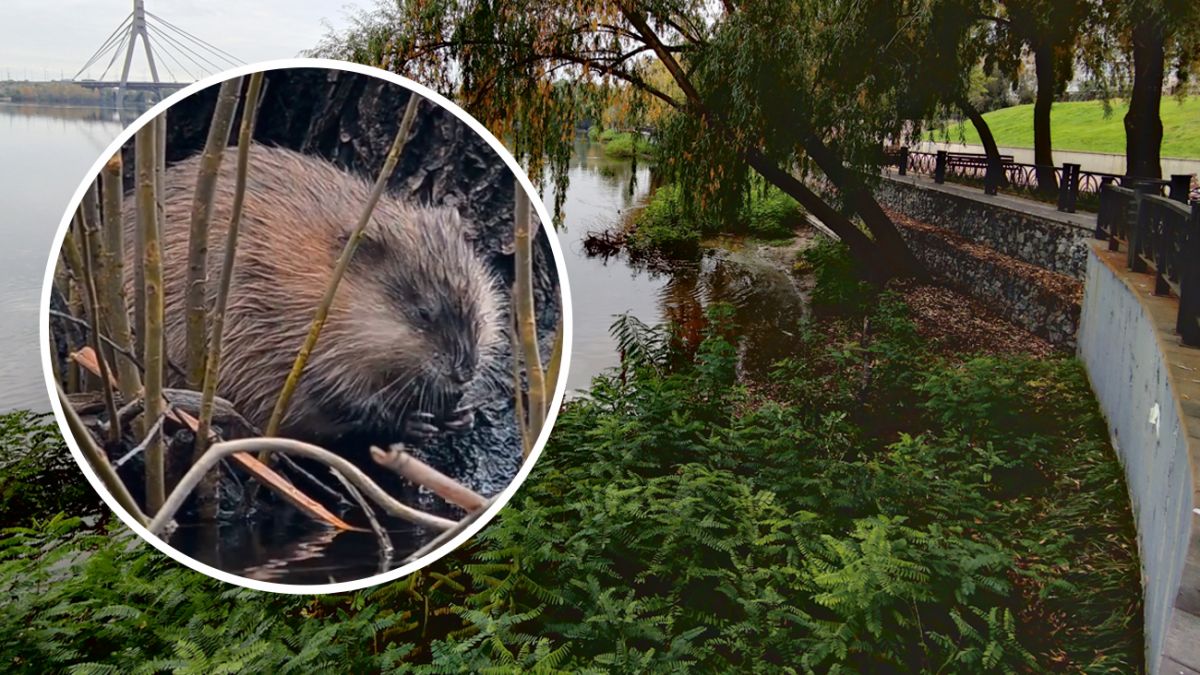 В парке Наталья заметили ондатру - милое фото | Новости РБК Украина