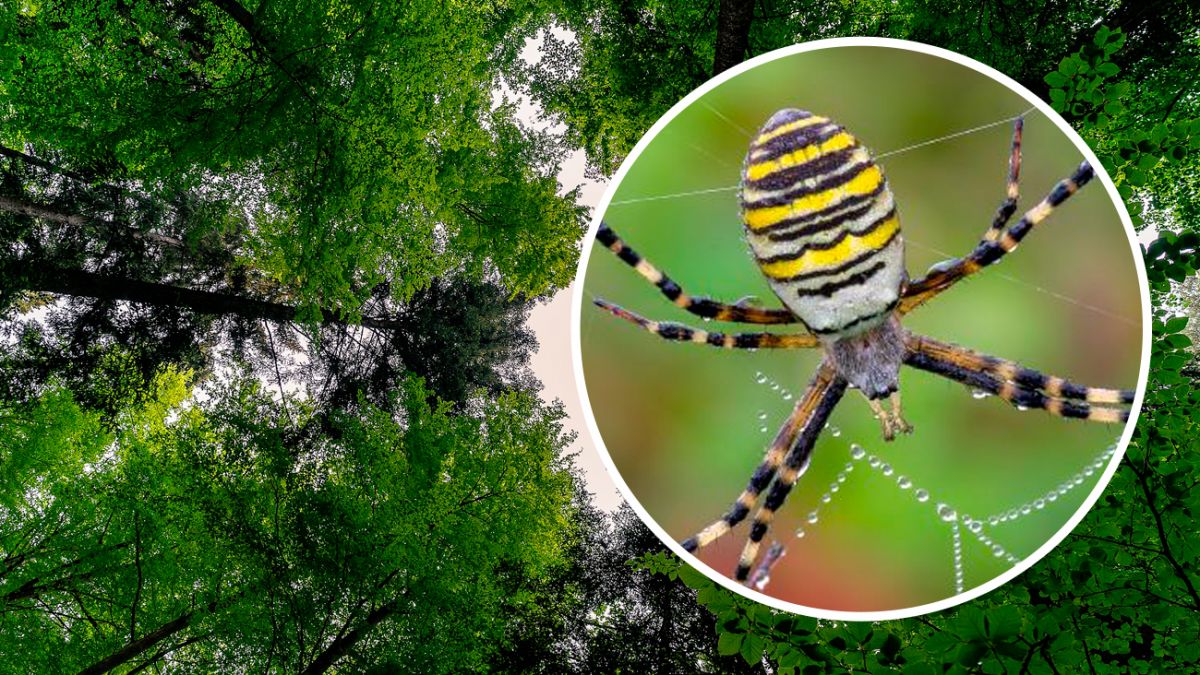 Паук-оса и тигровый комар появились в Украине - как они выглядят, видео |  Новости РБК Украина