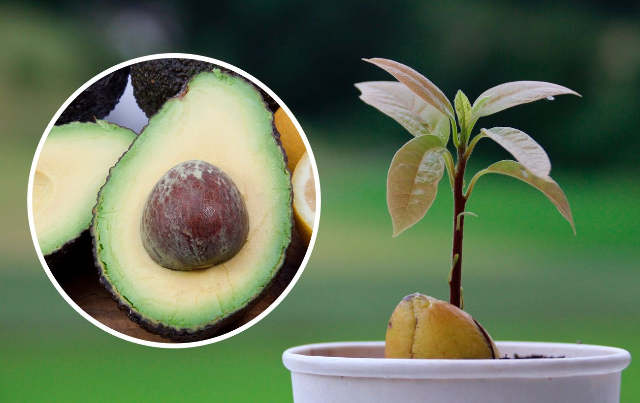 Выращивание авокадо в домашних условиях из косточки