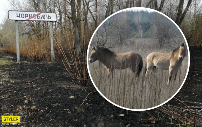Уникальные животные возвращаются в Чернобыль после пожара: трогательное видео